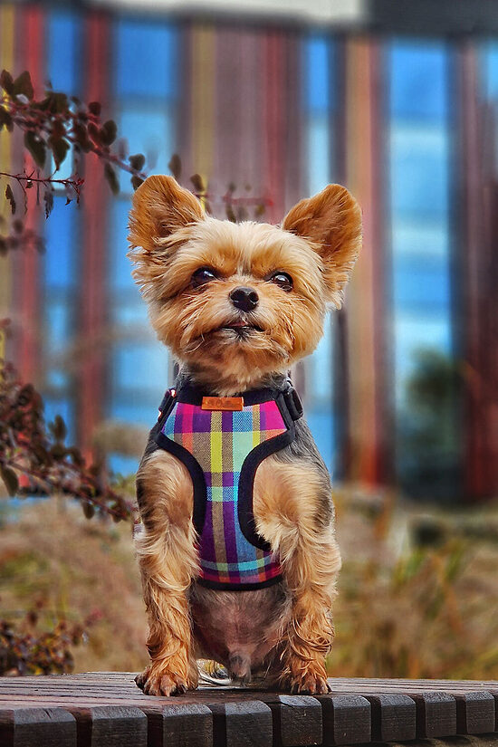 Harnesses