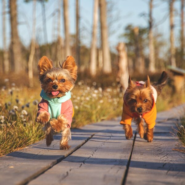 Mustard Yellow Small Dog Hoodie