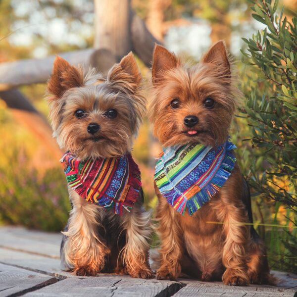 Bright soft fabric over the collar dog bandana